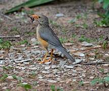 Kurrichane Thrush