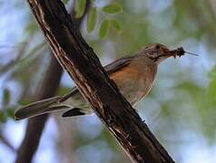 Kurrichane Thrush