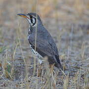 Groundscraper Thrush