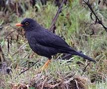 Glossy-black Thrush