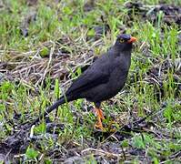 Glossy-black Thrush