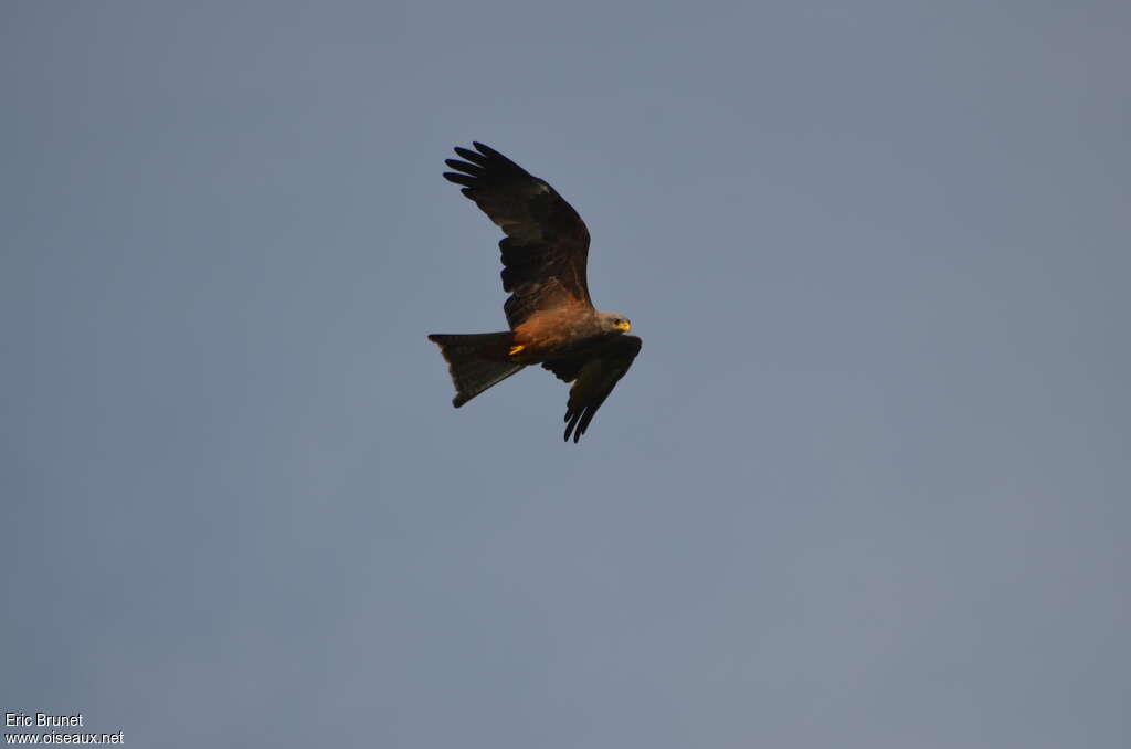 Yellow-billed Kiteadult, Flight