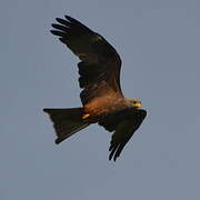 Yellow-billed Kite