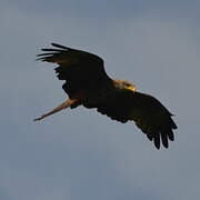 Yellow-billed Kite