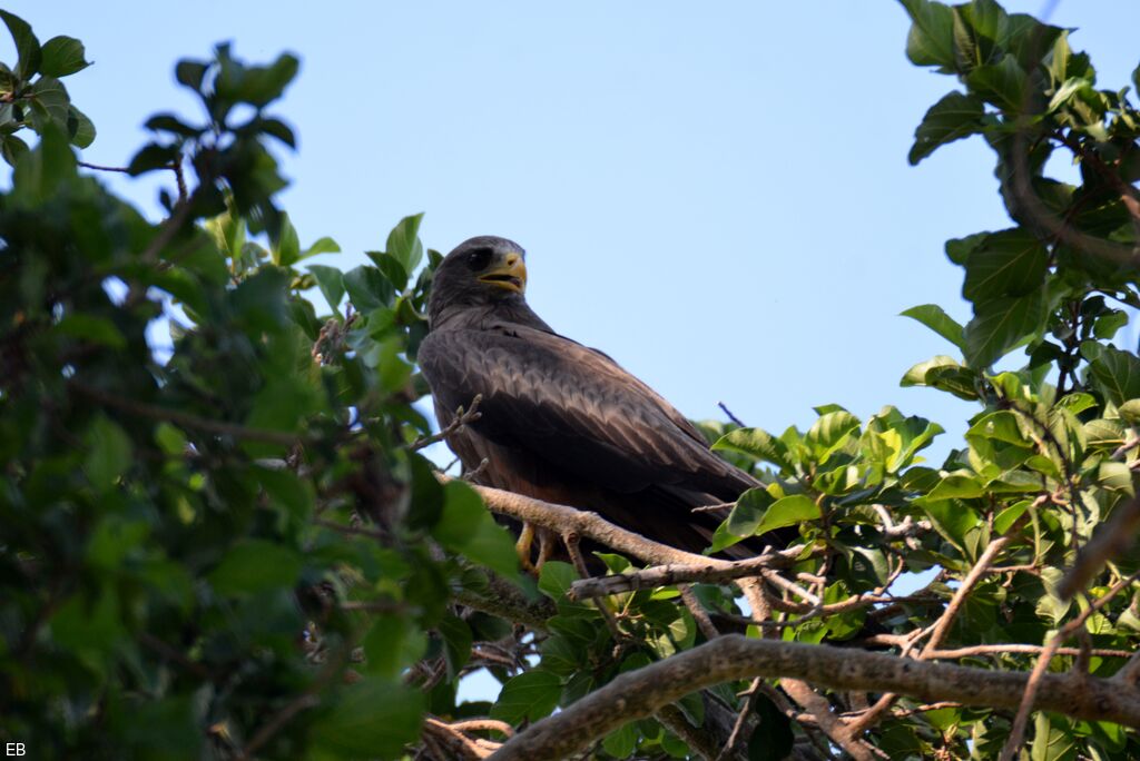 Yellow-billed Kiteadult, identification