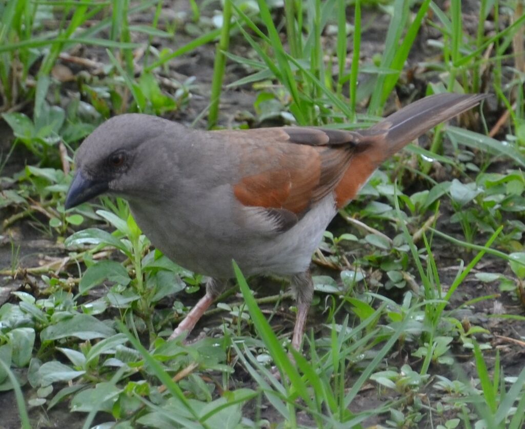 Northern Grey-headed Sparrowadult, identification