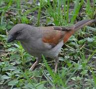 Northern Grey-headed Sparrow