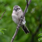 Cape Sparrow