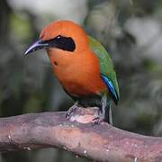 Rufous Motmot