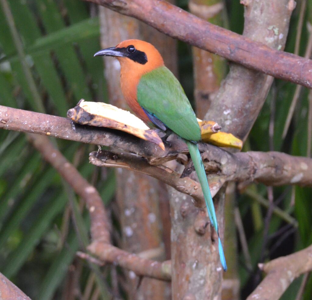 Rufous Motmotadult, identification, feeding habits