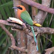 Rufous Motmot