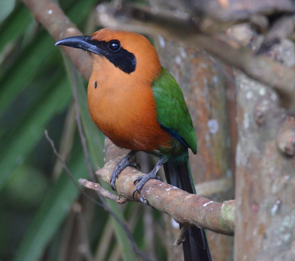 Rufous Motmotadult, identification