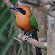 Rufous Motmot