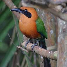Motmot roux