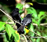 Black Phoebe