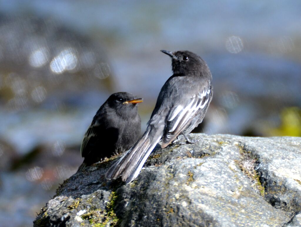 Black Phoebeadult, identification