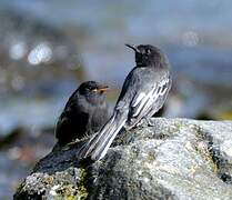 Black Phoebe