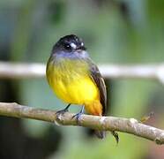 Ornate Flycatcher