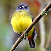 Ornate Flycatcher