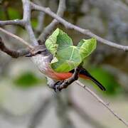 Vermilion Flycatcher