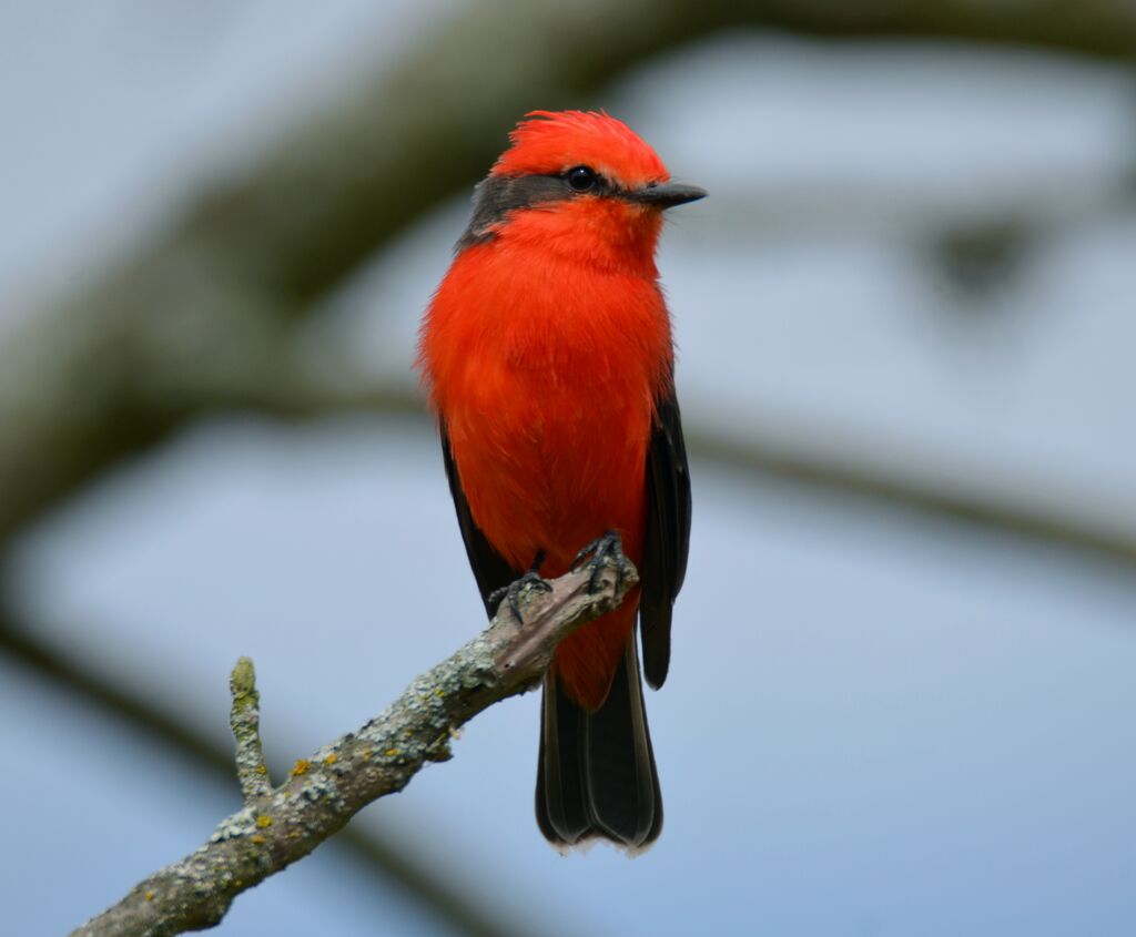 Vermilion Flycatcher male adult, identification