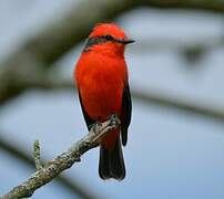 Vermilion Flycatcher