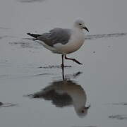 Hartlaub's Gull