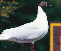 Brown-hooded Gull