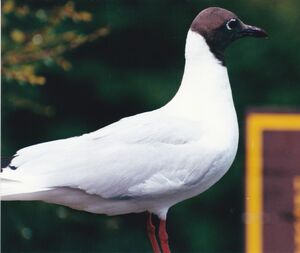 Mouette de Patagonie