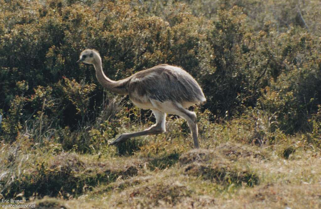 Lesser Rheajuvenile, identification