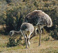 Lesser Rhea