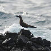 Brown Noddy