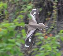 Water Thick-knee