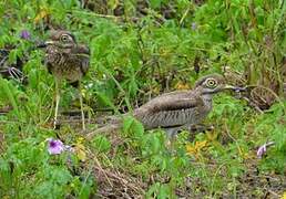 Water Thick-knee