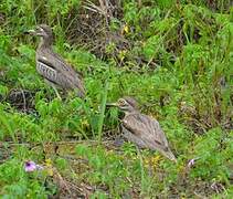 Water Thick-knee