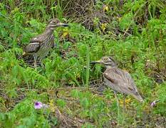 Water Thick-knee