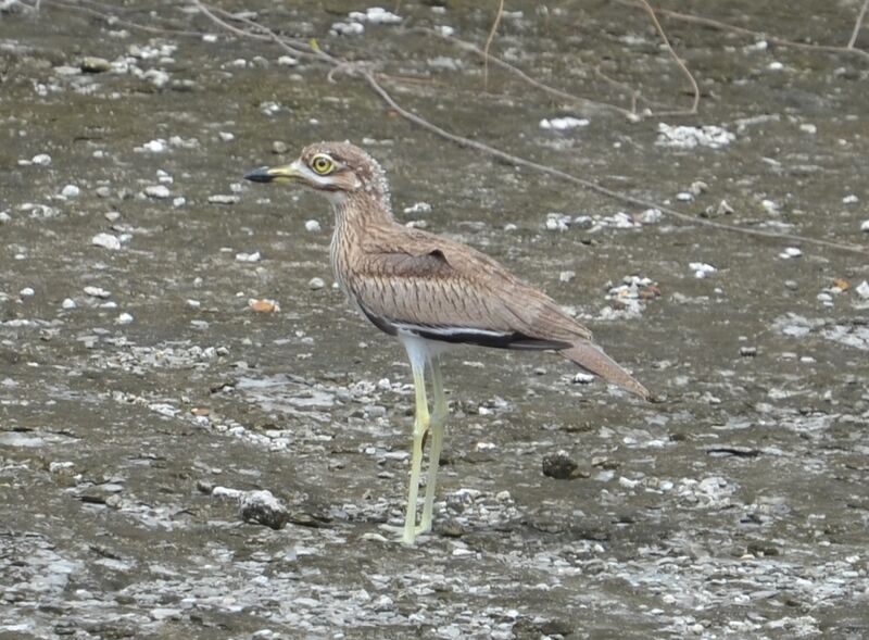 Water Thick-knee, identification