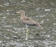 Water Thick-knee