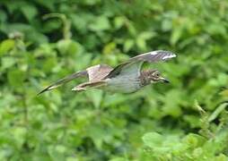 Water Thick-knee