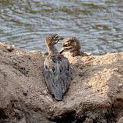 Water Thick-knee