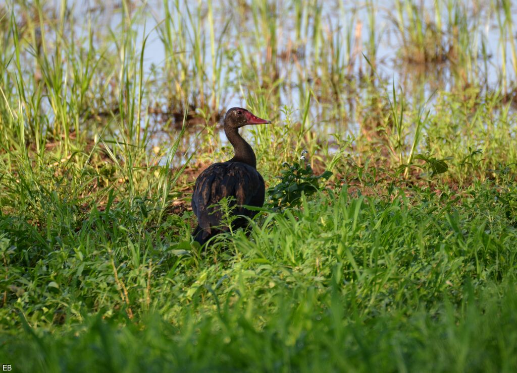 Spur-winged Gooseadult, identification