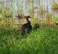 Spur-winged Goose