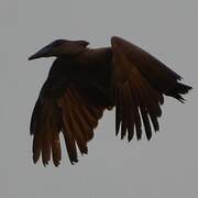 Hamerkop