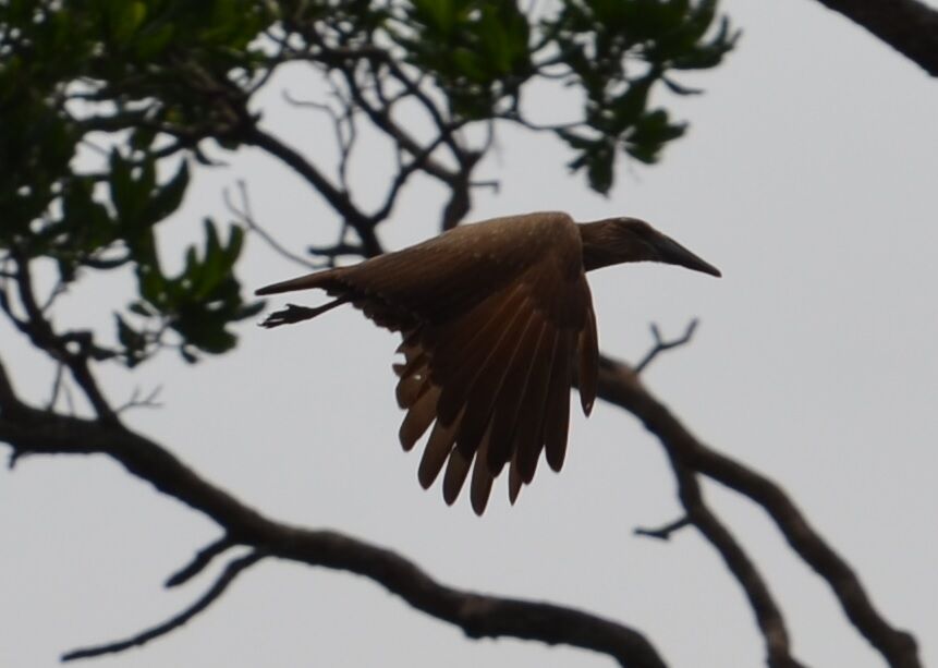 Hamerkopadult, Flight