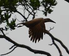 Hamerkop