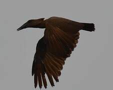 Hamerkop