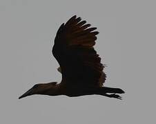 Hamerkop