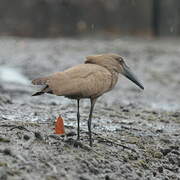 Hamerkop