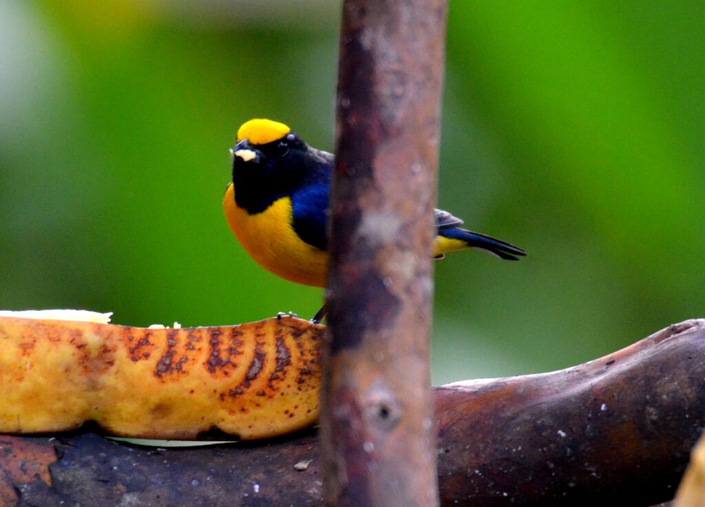 Orange-bellied Euphonia male adult, identification, feeding habits, eats