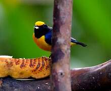 Orange-bellied Euphonia